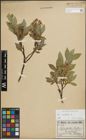 Foto von Salix hastata L.